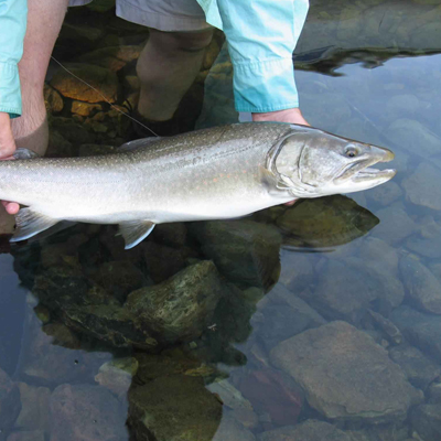 Bull Trout Bull Trout