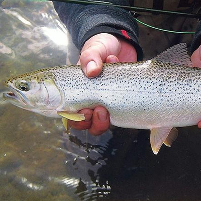 Searun Cutthroat - Olympic Peninsula Fishing Guide Service Forks Washington